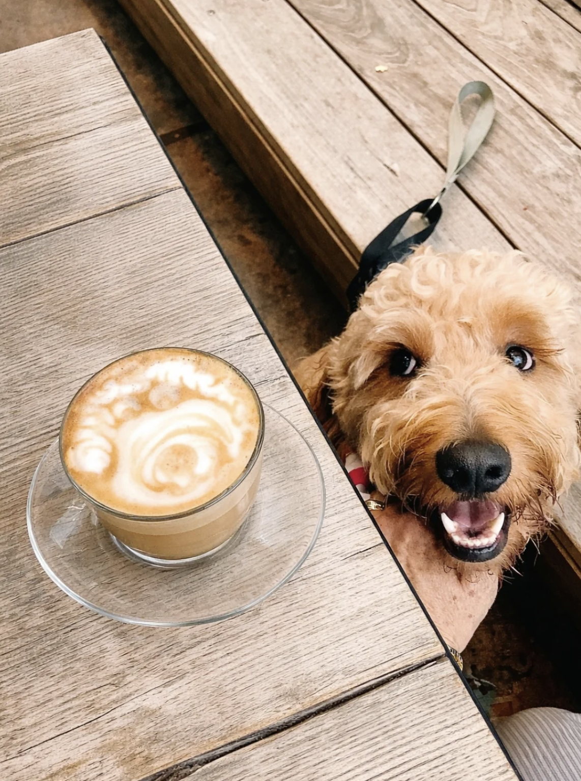 Dog enjoying the café terrace with a latte